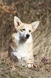 CORGI PEMBROKE 515